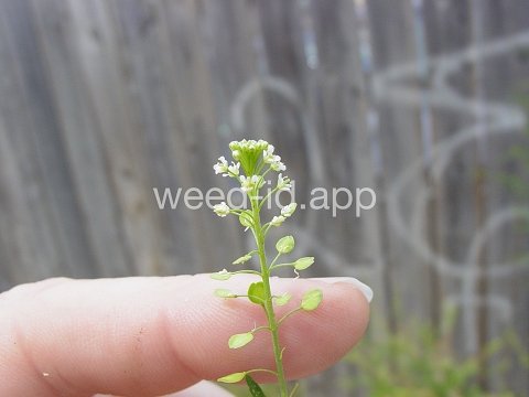 pepperweed, Virginia